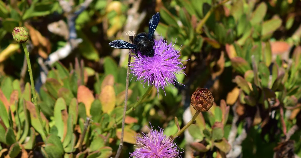 Carpenter bee collecting pollen from purple thistle